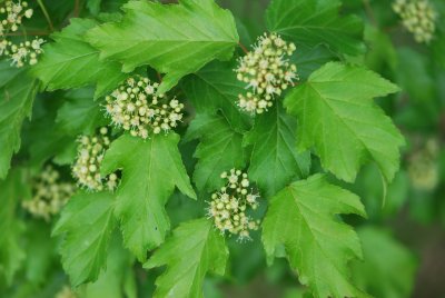 Acer ginnala - javor amurský - květenství a list (56)